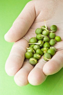 araştırma germinated bezelye