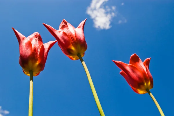 Trzy czerwone tulipany — Zdjęcie stockowe