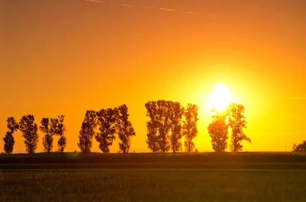 Восход солнца и деревья — стоковое фото