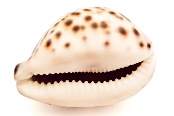 Seashell on white — Stock Photo, Image