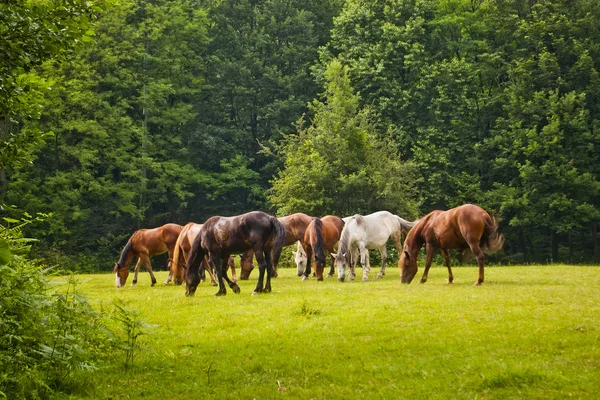 Horses in forest clearing — Stock Photo, Image