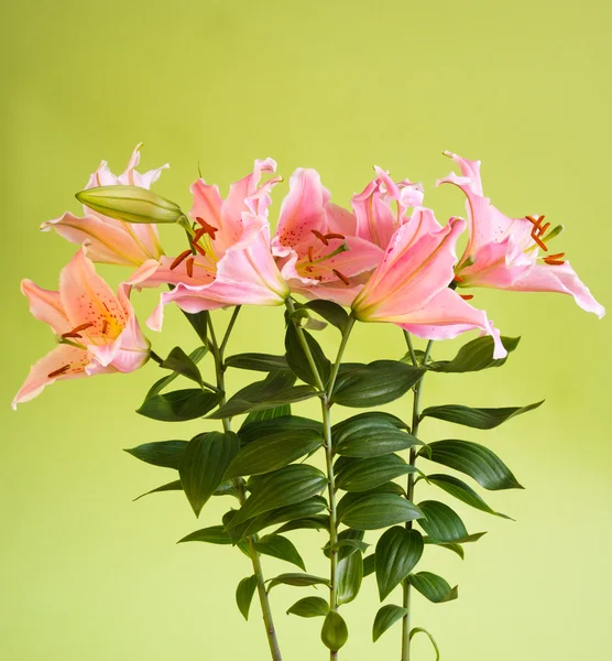 Krásné růžové lilie květiny — Stock fotografie