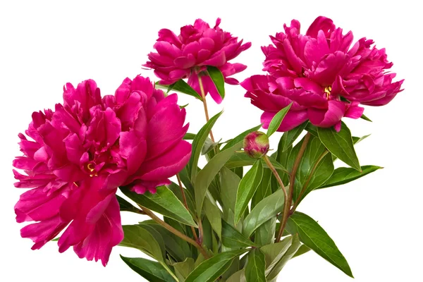 Paeonia officinalis flowers — Stock Photo, Image