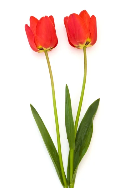 Dvě tulipány — Stock fotografie