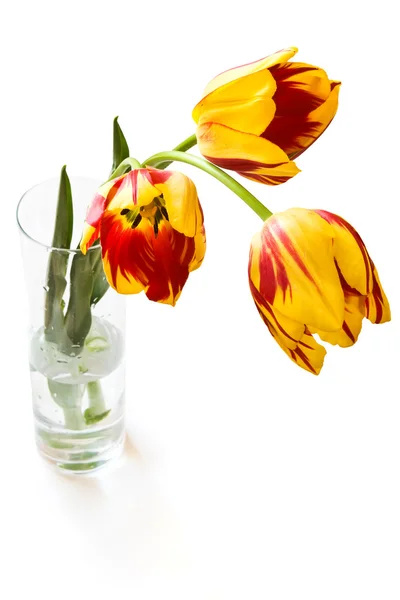 Tři tulipány — Stock fotografie