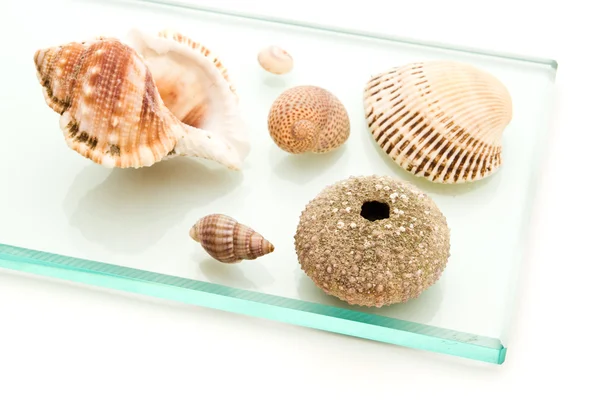 Sea shells on glass — Stock Photo, Image