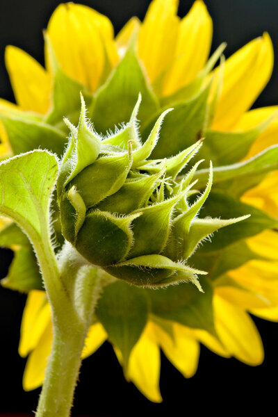 sunflower closeup