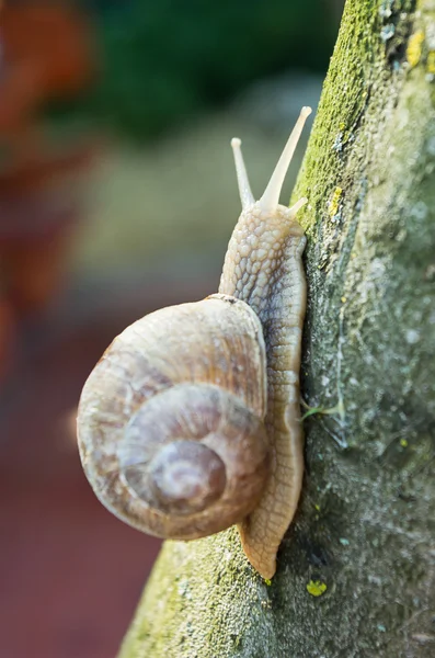 Snail climbing — Stock Photo, Image