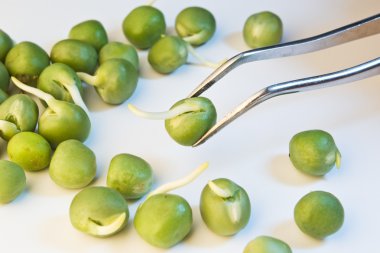 germinated peas clipart