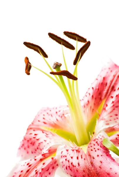 Lily flower closeup — Stock Photo, Image