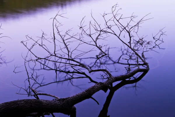 Árbol en el agua — Foto de Stock