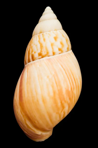 Seashell isolated — Stock Photo, Image