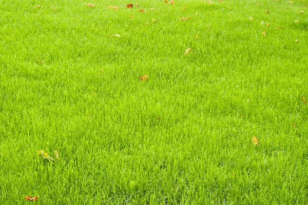 Grama verde — Fotografia de Stock