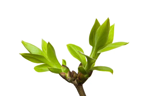 Spring bud — Stock Photo, Image