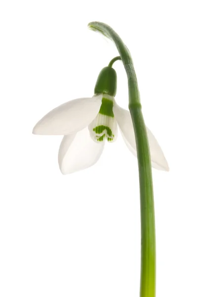 Snowdrop kwiat — Zdjęcie stockowe