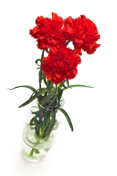 Three red carnations — Stock Photo, Image