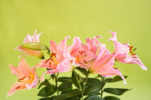 Bouquet di fiori di giglio rosa — Foto Stock