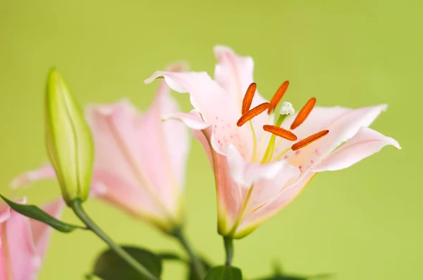 Roze lily bloemen — Stockfoto