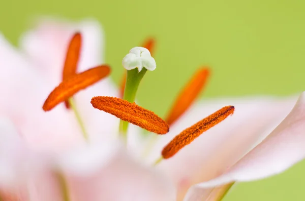 Roze lily bloem close-up — Stockfoto