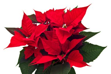 izole poinsettias Noel çiçek