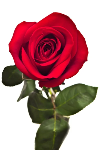 Bella rosa rossa — Foto Stock