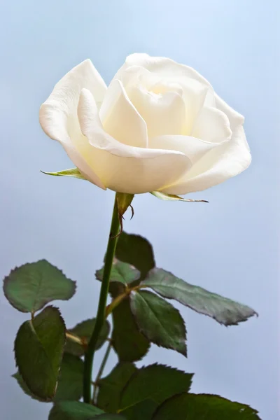 Beige rosa blomma — Stockfoto