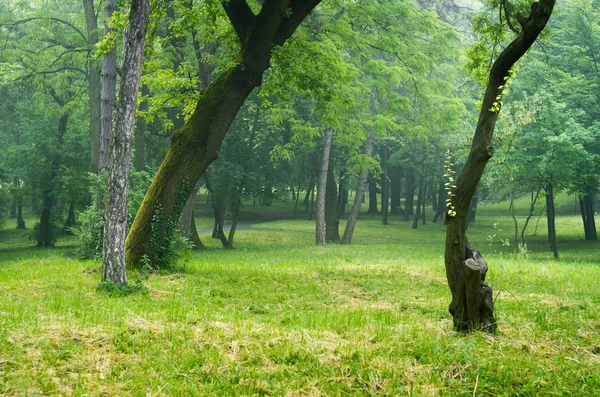 Green park — Stock Photo, Image