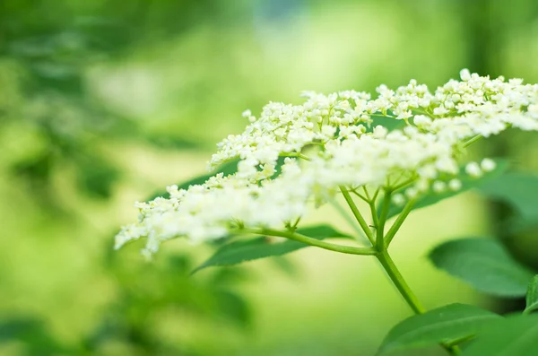 接骨木花 — 图库照片