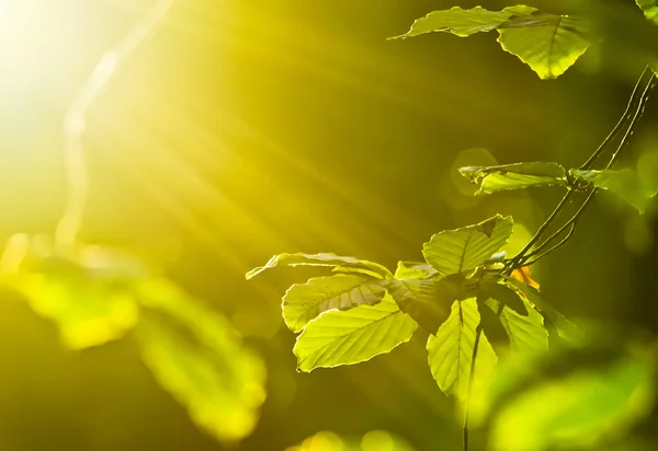 Leaves in sun rays — Stock Photo, Image