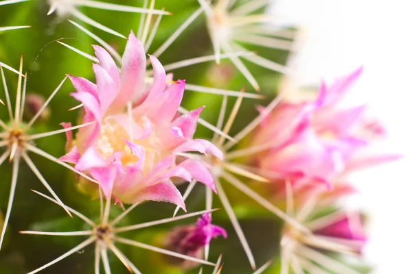 Flores de cactus —  Fotos de Stock