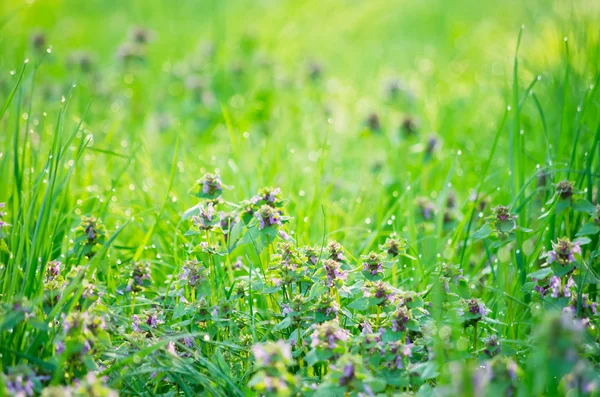 Gräs och blommor — Stockfoto