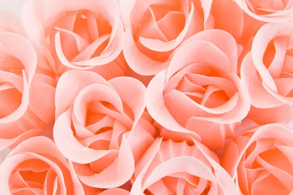 Pink roses background — Stock Photo, Image