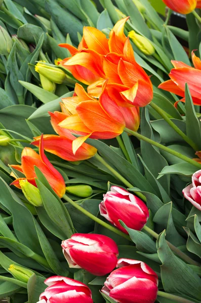 Ostré tulipány — Stock fotografie