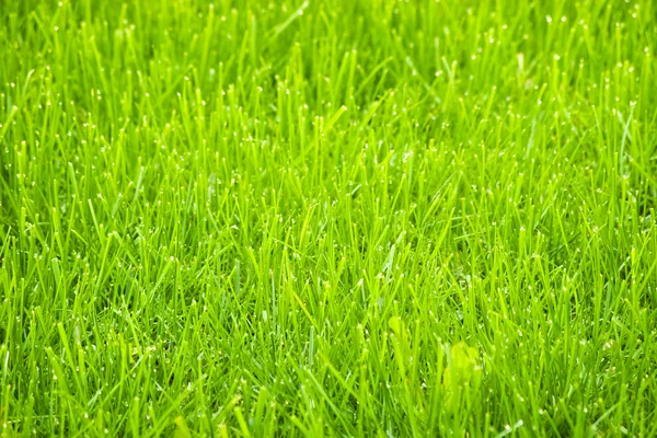Frühlingsgrünes Gras — Stockfoto