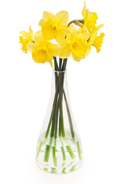 Daffodils on white — Stock Photo, Image