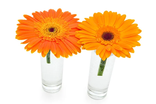 Two gerbera flowers — Stock Photo, Image