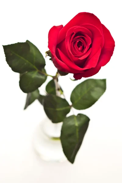 Red rose — Stock Photo, Image