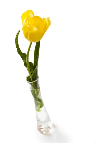 Yellow tulip in vase — Stock Photo, Image