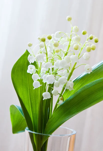 Lilia valey kwiatów — Zdjęcie stockowe