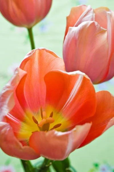 Tulip vårblommor — Stockfoto