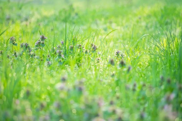 Dagg på gräset — Stockfoto