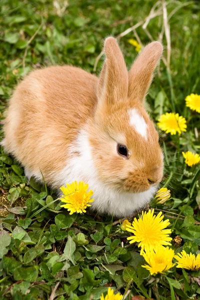 Easter rabbit — Stock Photo, Image