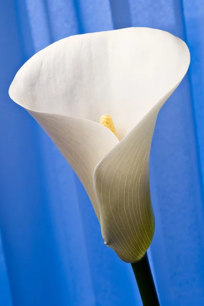 Calla lily on blue — Stock Photo, Image