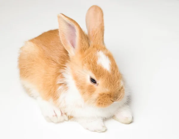 Cute brown rabbit — Zdjęcie stockowe