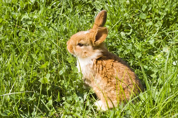 Niedlicher Osterhase — Stockfoto