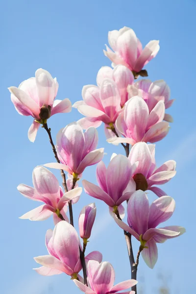 Magnolia flowers — Stock Photo, Image