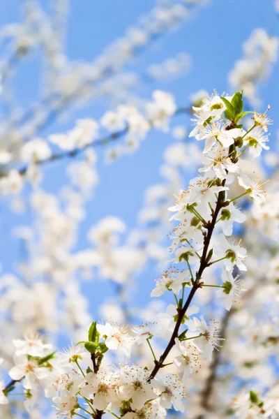 Spring blossoms — Stock Photo, Image