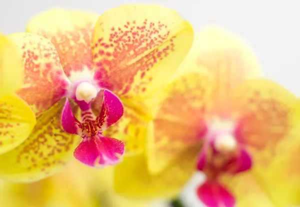Orchidej Phalaenopsis květ — Stock fotografie