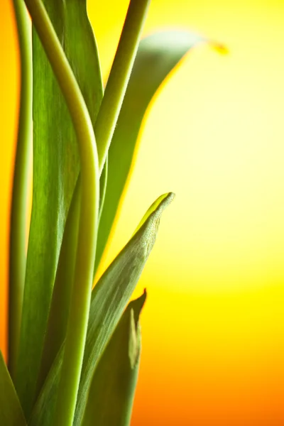 Folhas verdes no por do sol — Fotografia de Stock