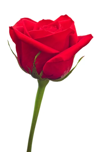 Rode roos geïsoleerd — Stockfoto